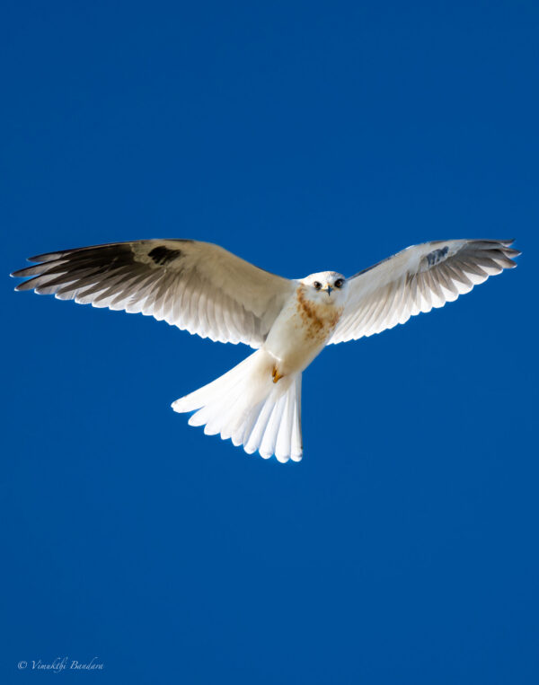 Finally i was able to capture my favorite Kite…. During my visit to south texas to see whooping cranes, I also traveled to several other areas and at Galveston State park in south Texas I was able to capture this beautiful white tailed kite in flight. Initially when I saw him flying over me i wasn’t sure what kind of a raptor he was but when i looked through my view finder it was almost certain I was looking at the lifer I’ve been looking for. Unfortunately i only got a brief moment and i didn’t realize that i had setup a slow shutter in the camera but im happy with most of the photos I took of the white tailed kite. And I’d love to share my favorite of all of the photos i got. I think white tailed kites have the cutest facial features of all kites. Hope you like this picture as much as I do.