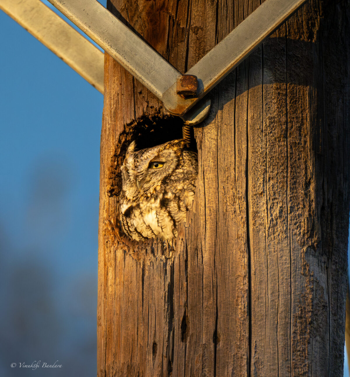 Eastern Screech Owl – Peaking out of a Light Pole